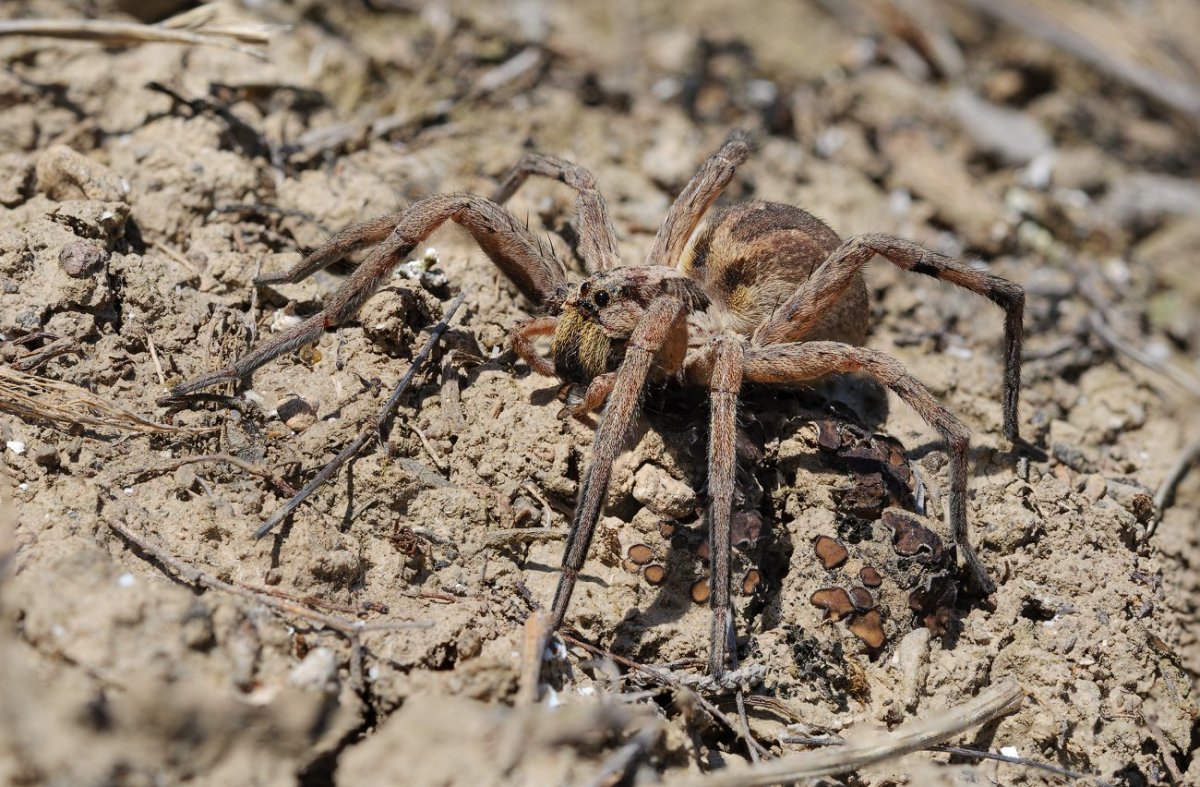 Каракурт, Тарантул Крестоносец
