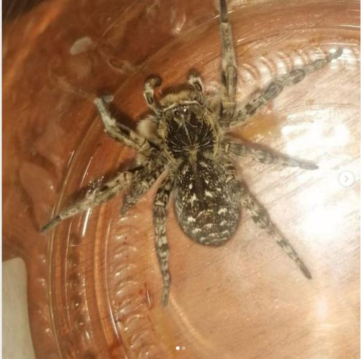 Каракурт Южнорусский Тарантул