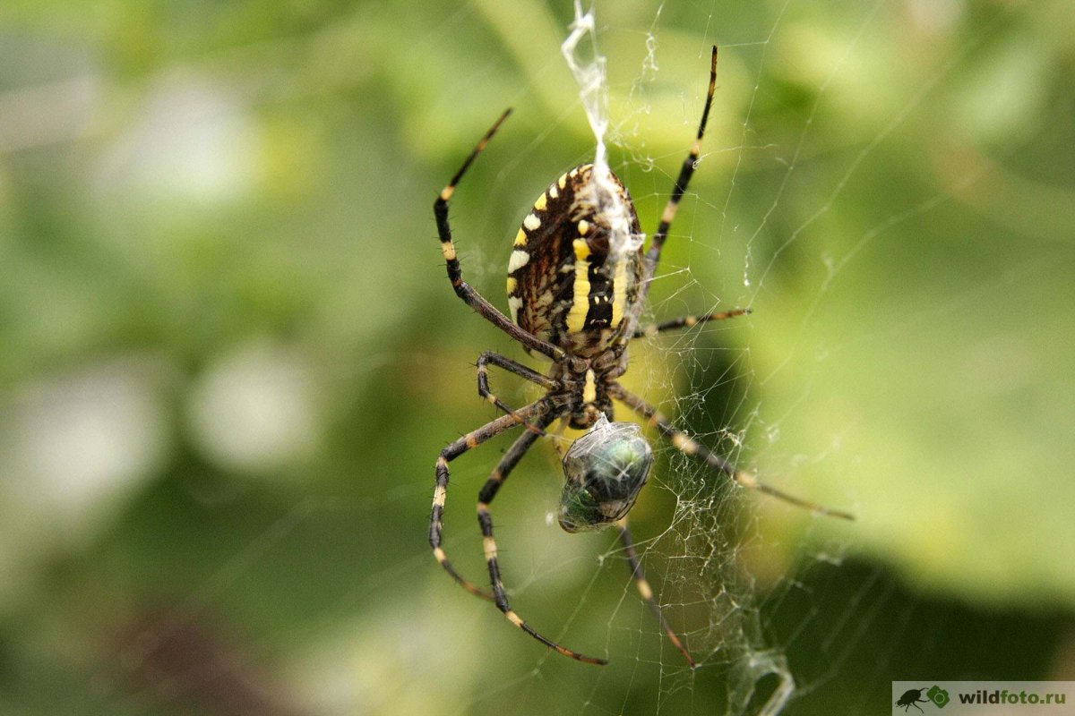 Паук Каракурт в Волгоградской области