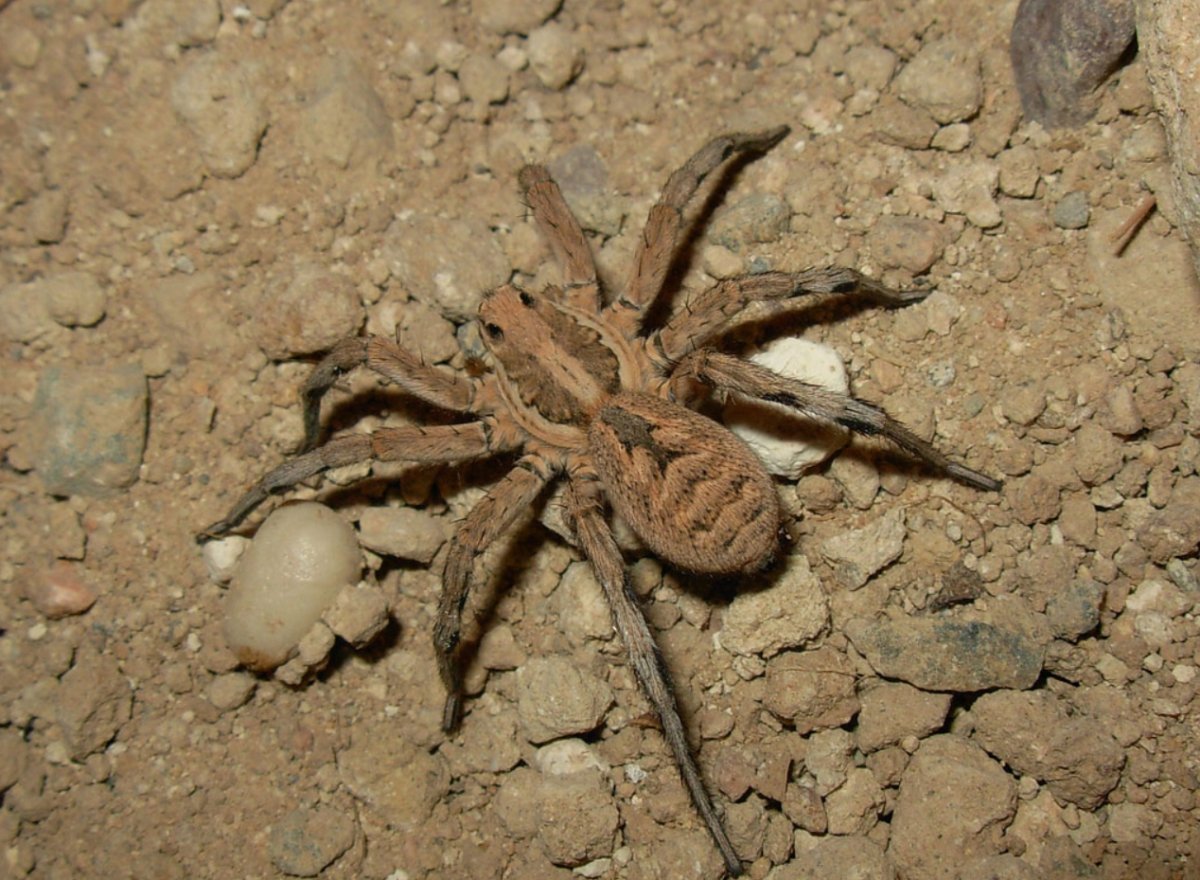 Даурский паук волк