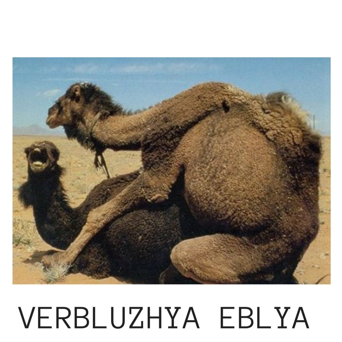 Нар верблюд