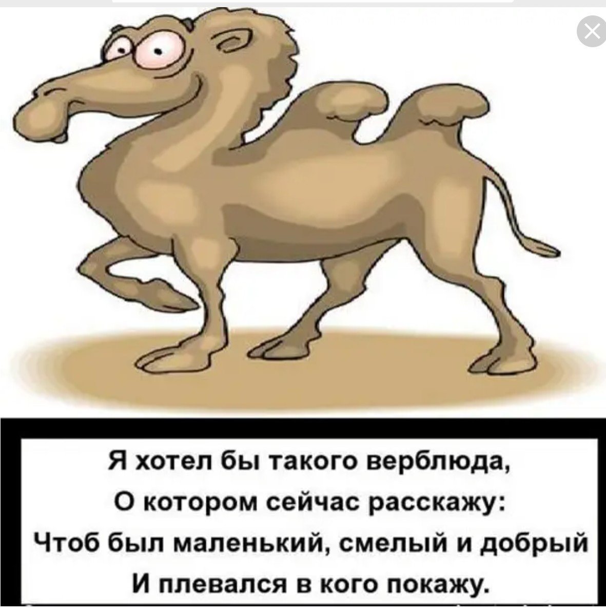 Верблюд пьющий воду