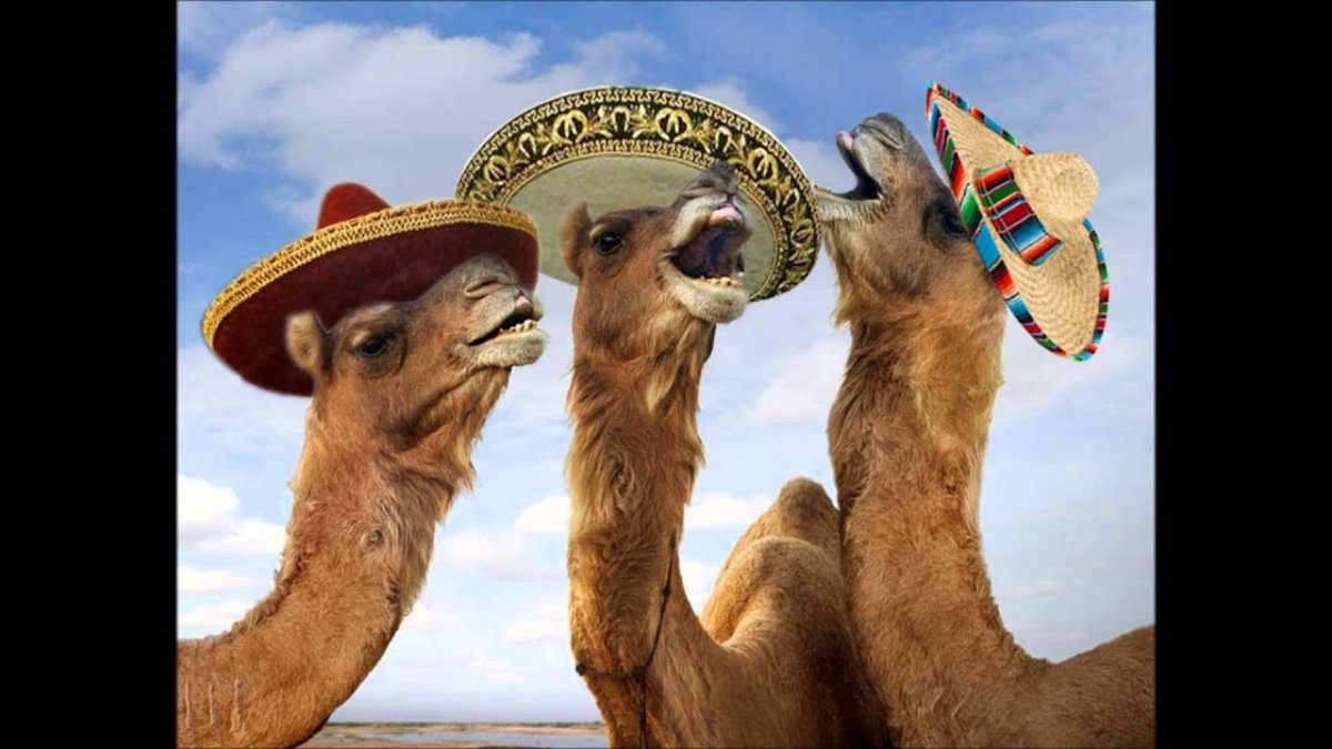 Одногорбый верблюд дромедар