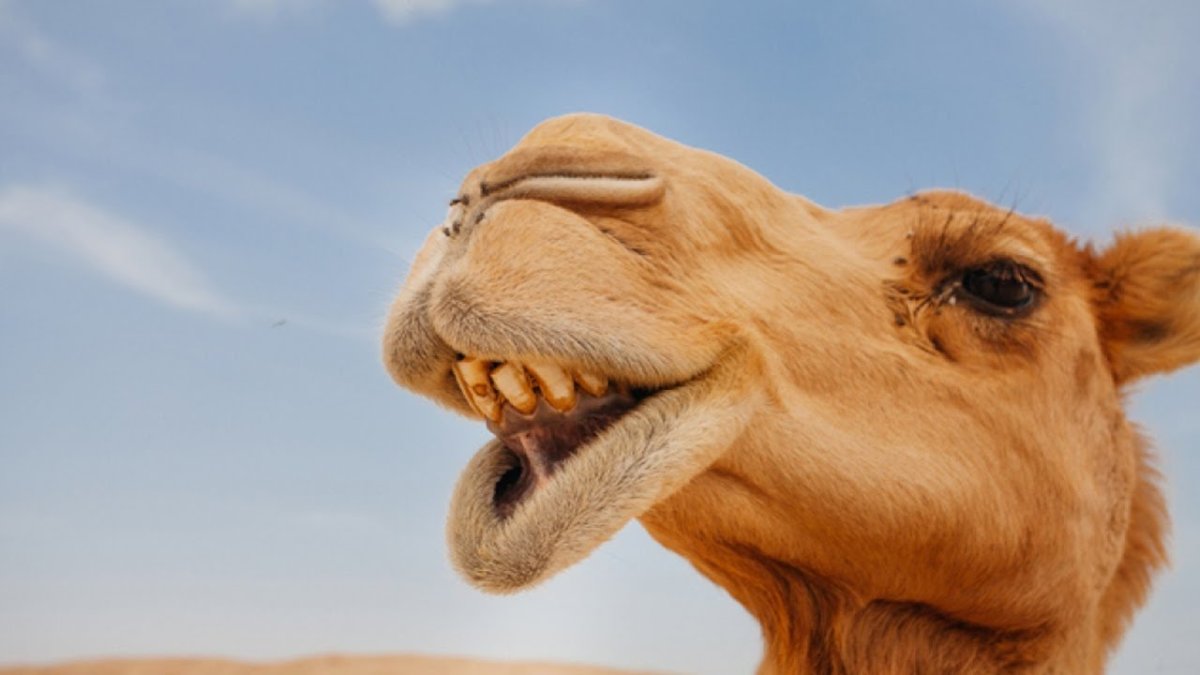 Верблюд морда