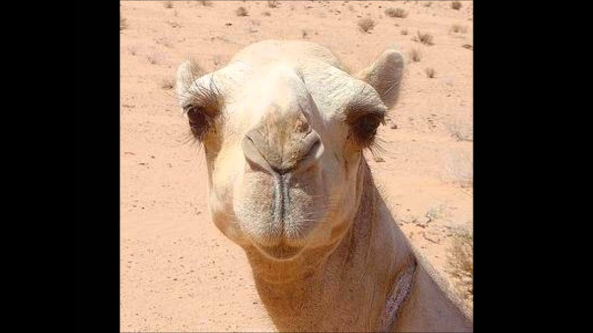 Гифки верблюд