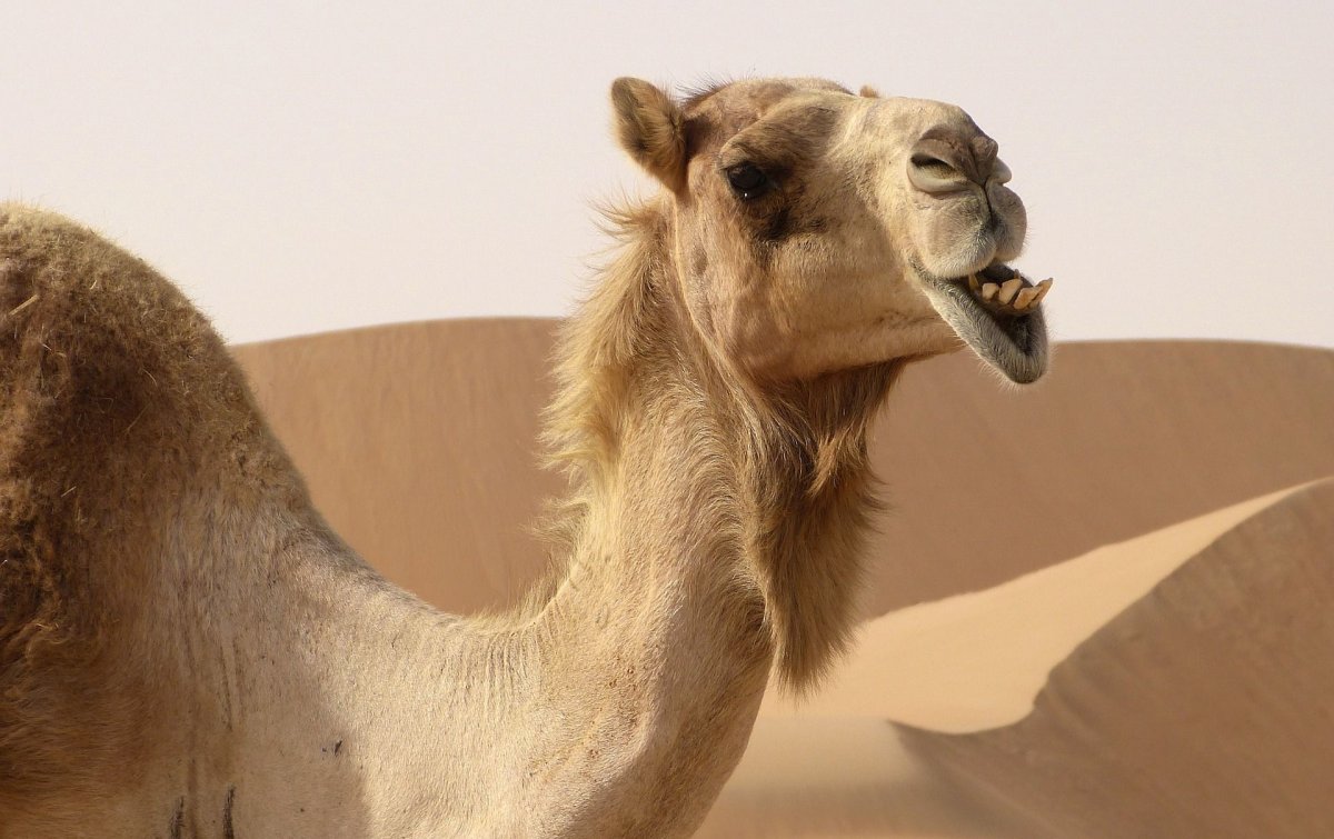 Горб верблюда