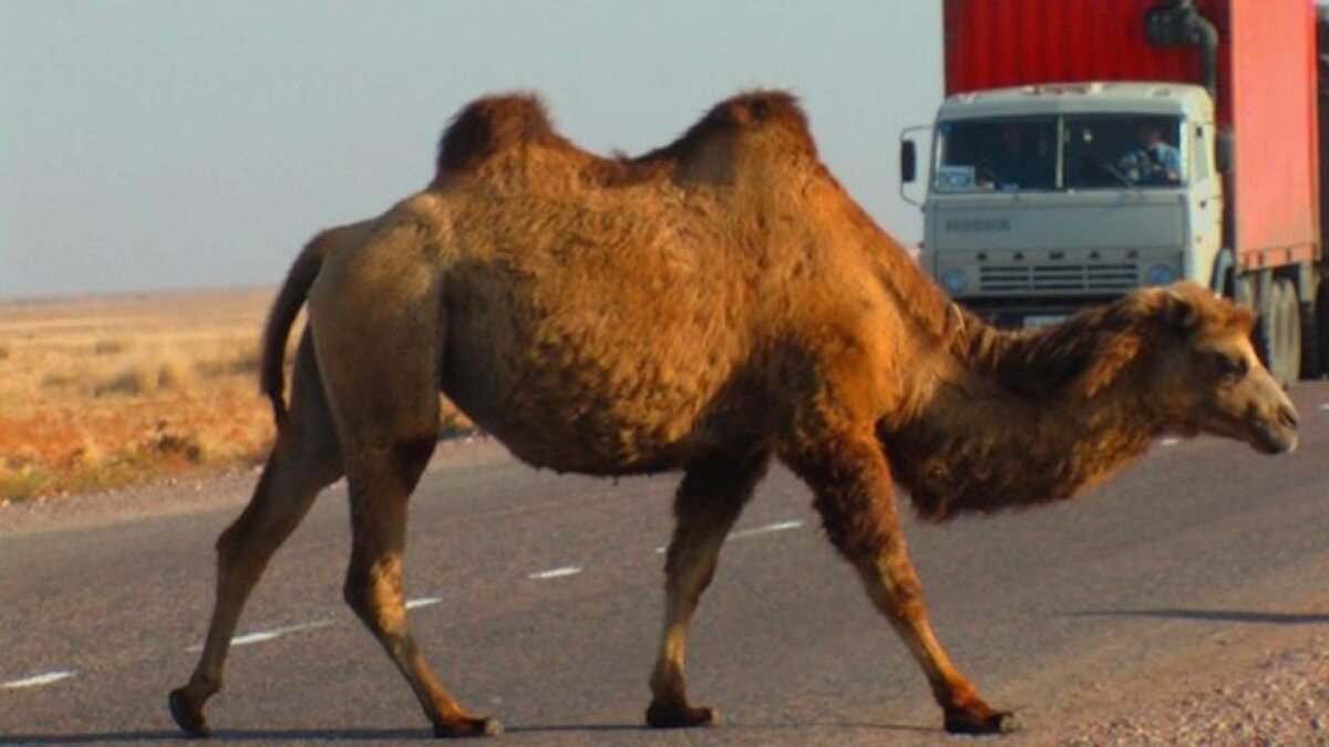 Верблюд пьет воду в пустыне