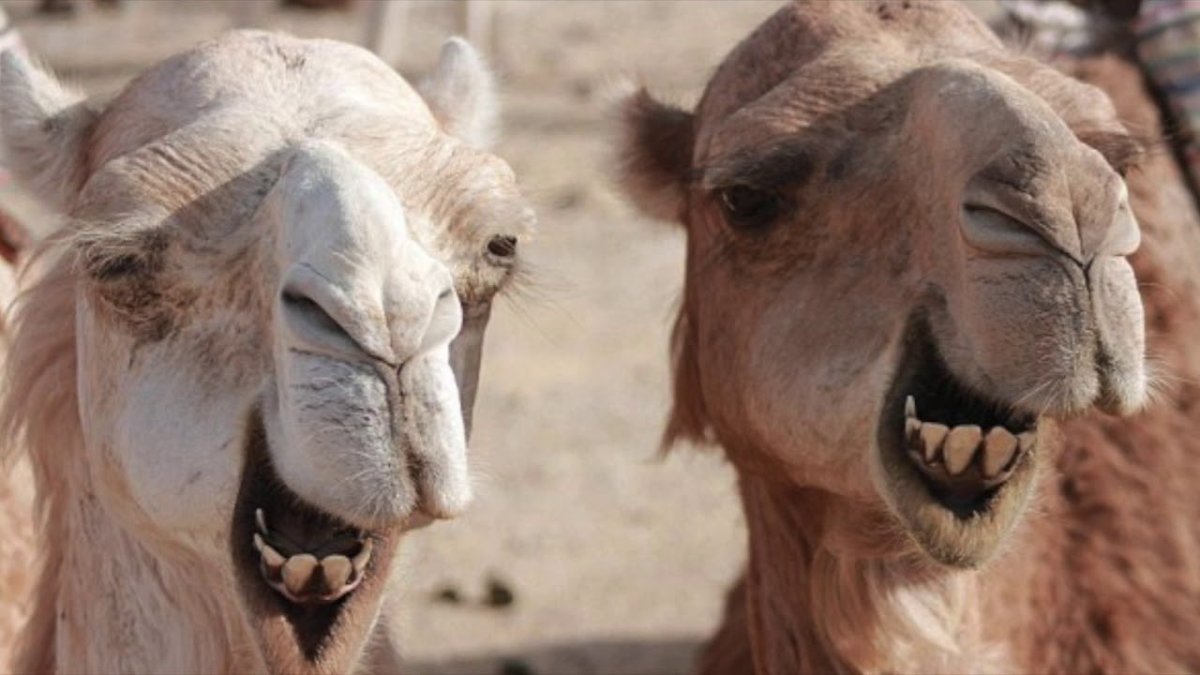 Хохол на верблюде