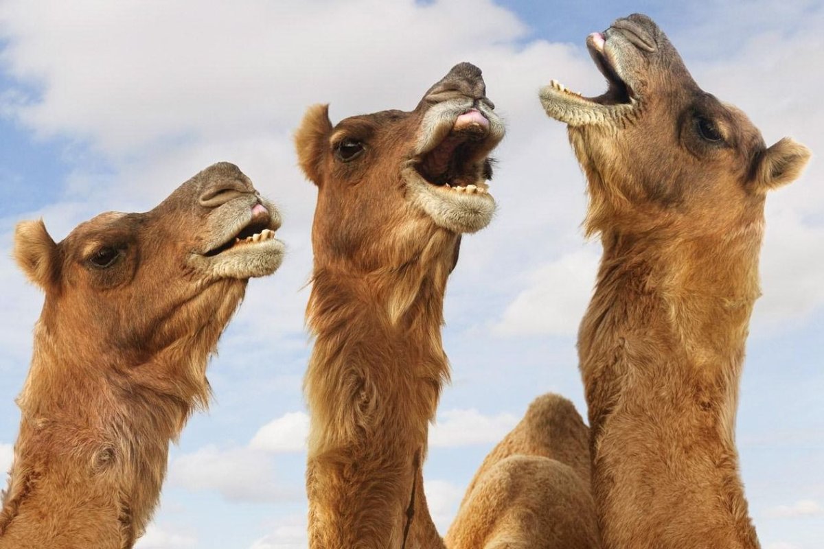 Смешной верблюд