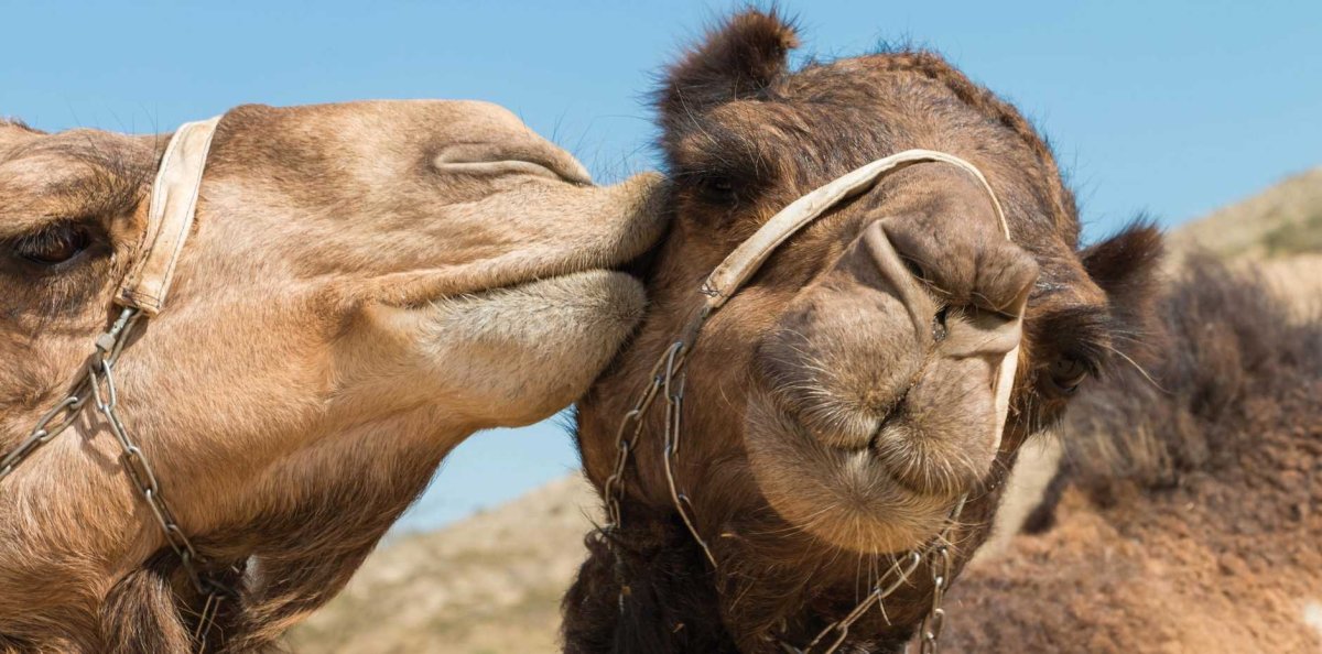 Верблюд целует