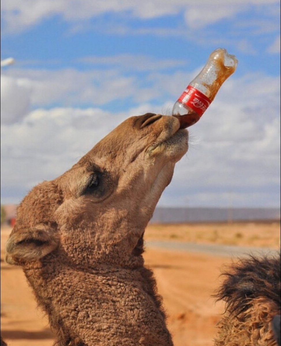 Селфи с верблюдом