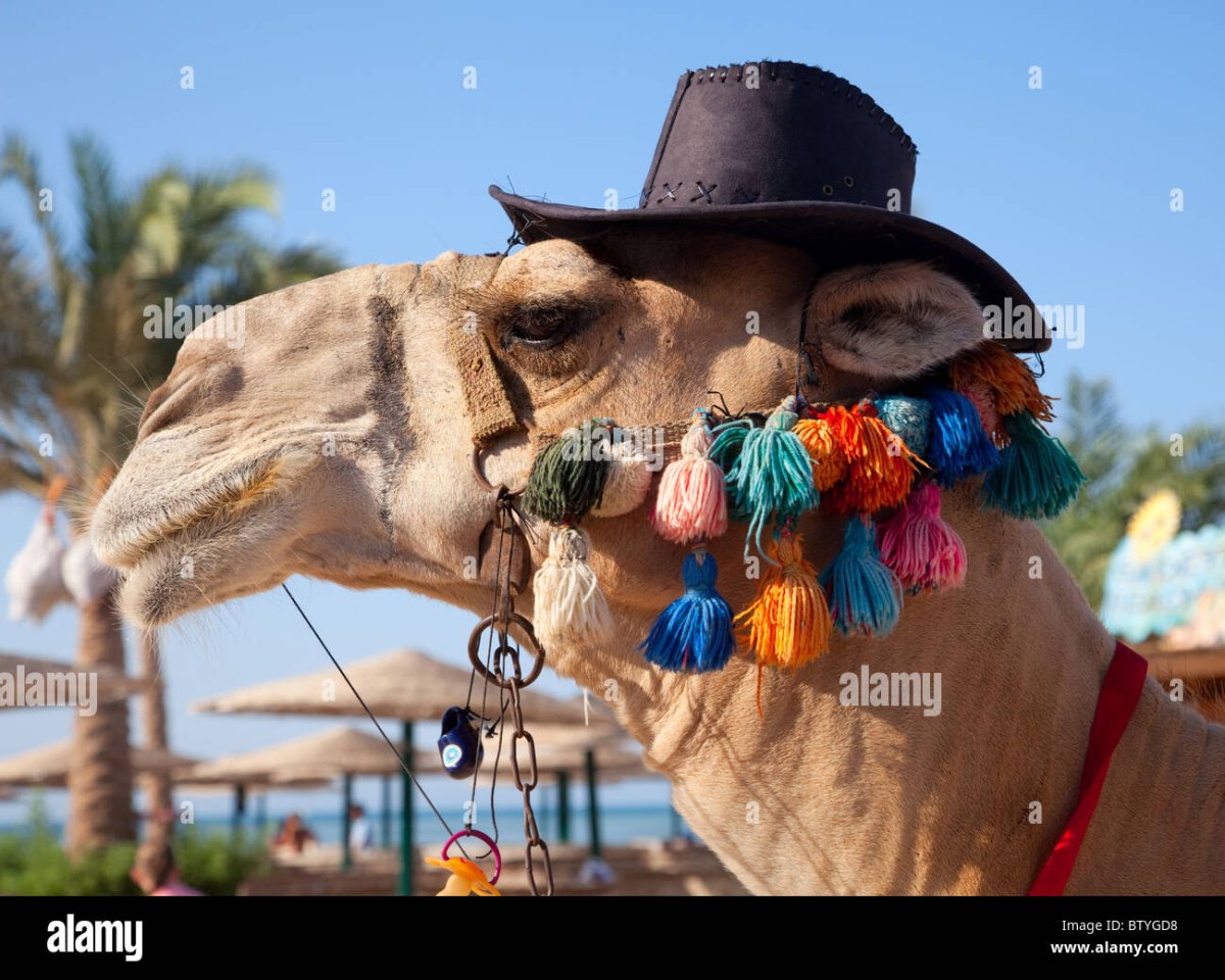 Милый верблюд