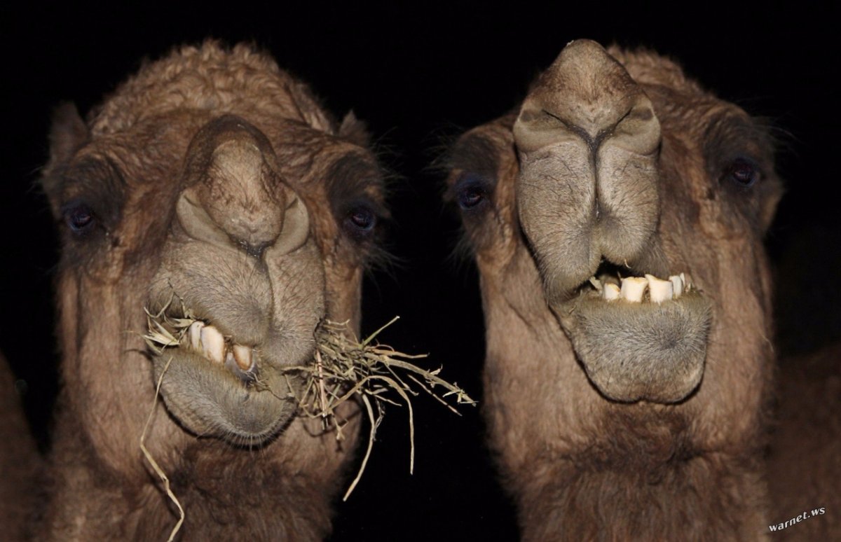 Пустыня прикол