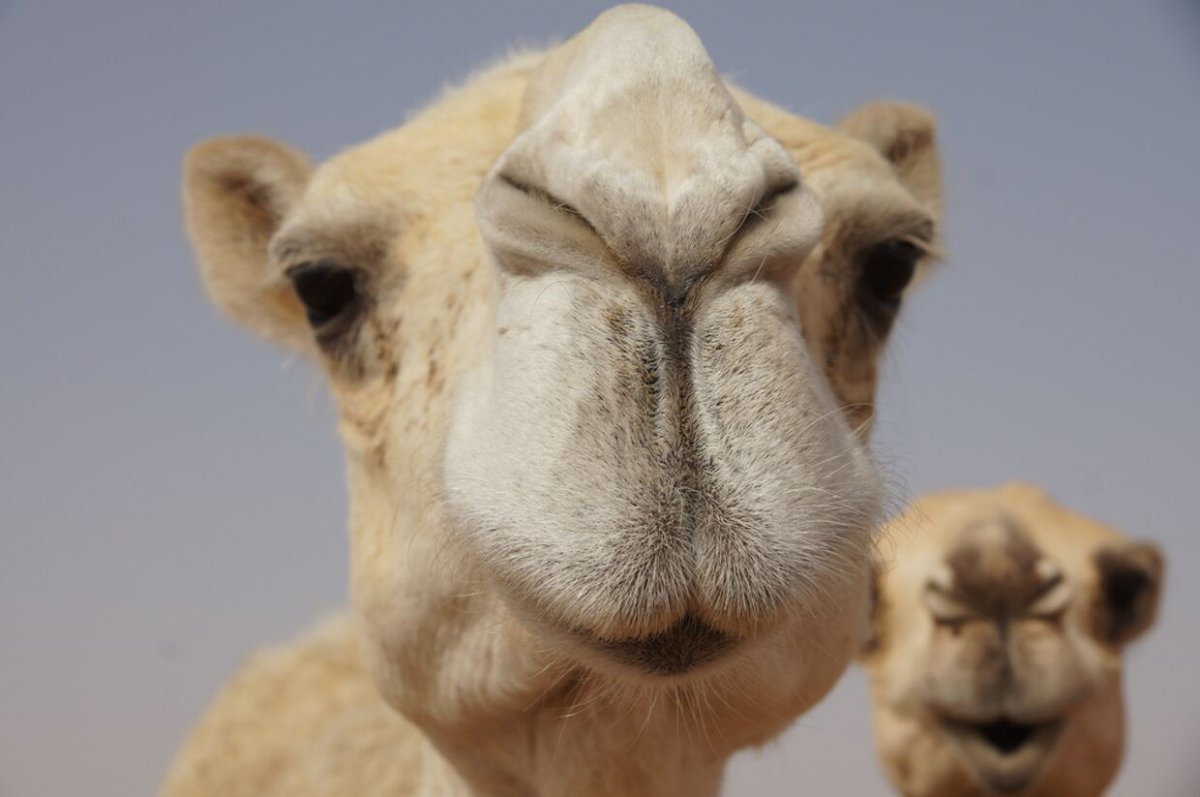 Верблюд в шляпе