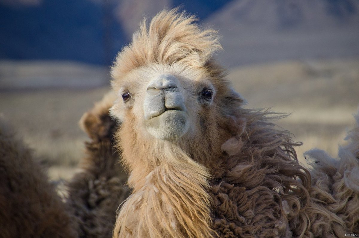 Двугорбый верблюд