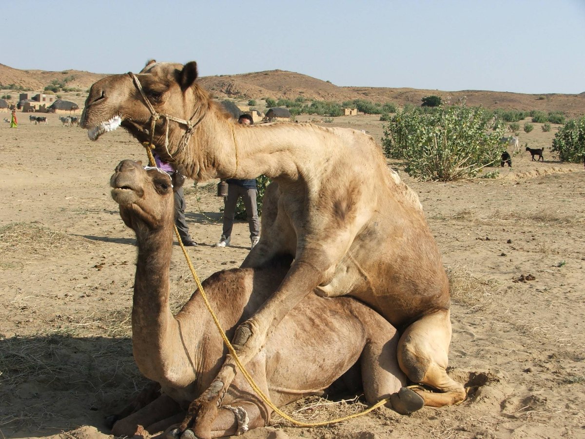 Размножение верблюдов