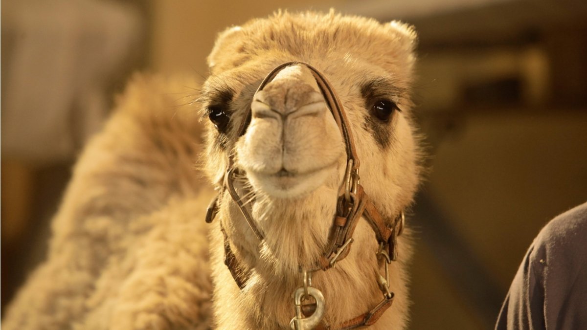 Верблюжье сафари Египет