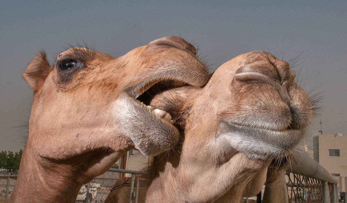 Верблюд прикольный