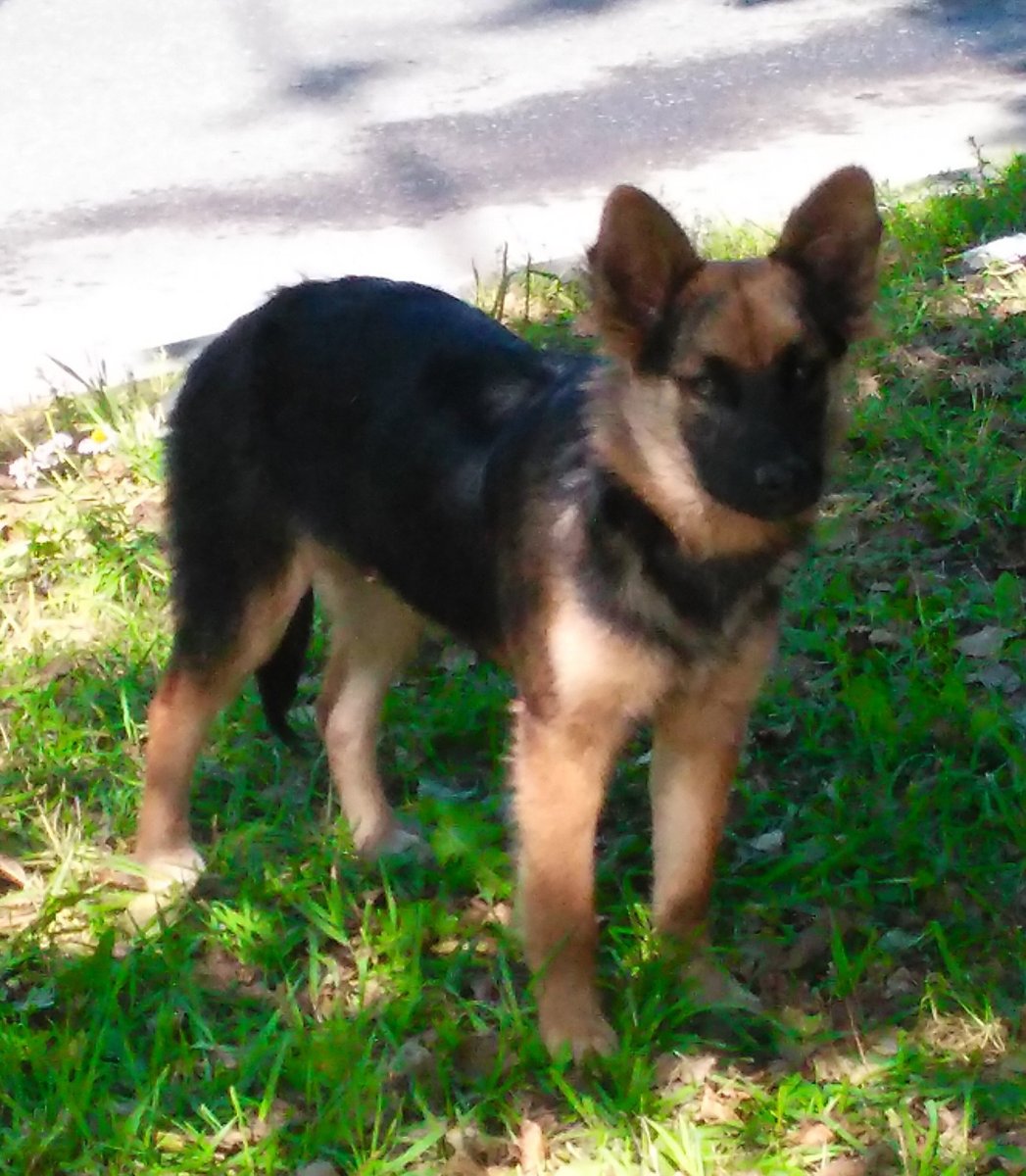 Метис бельгийской и немецкой овчарки