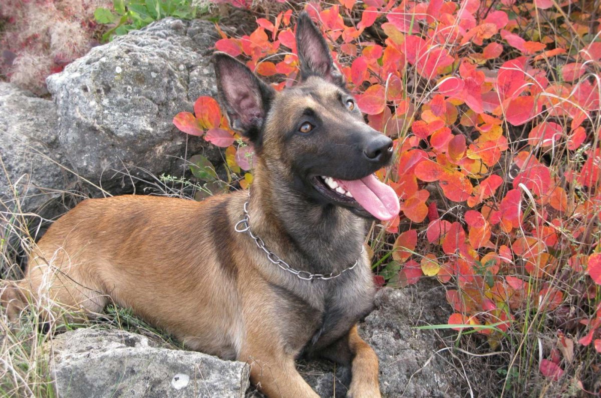 Доберман и овчарка