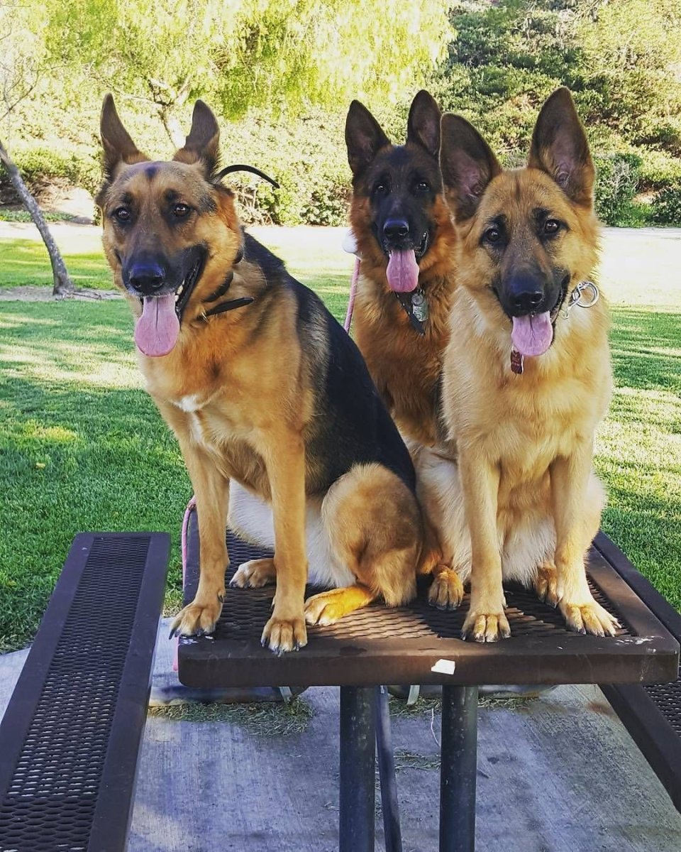 Бельгийская овчарка гладкошерстная метис