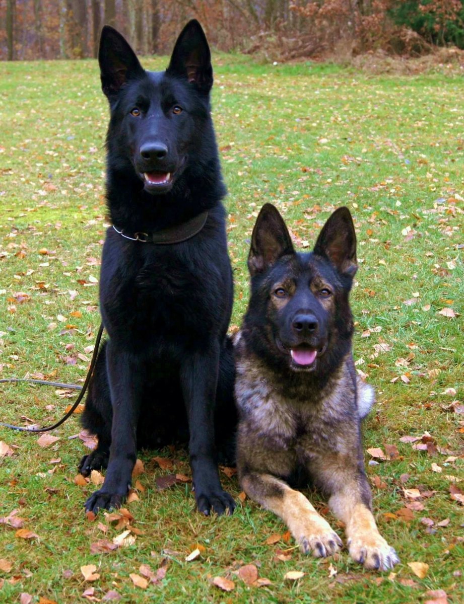 Метис бельгийской овчарки малинуа