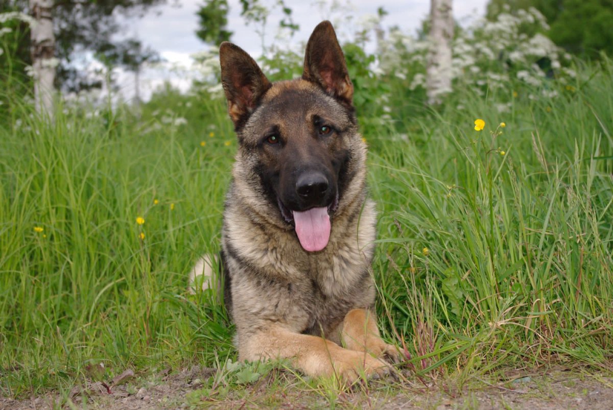 Немецко Бельгийская овчарка помесь