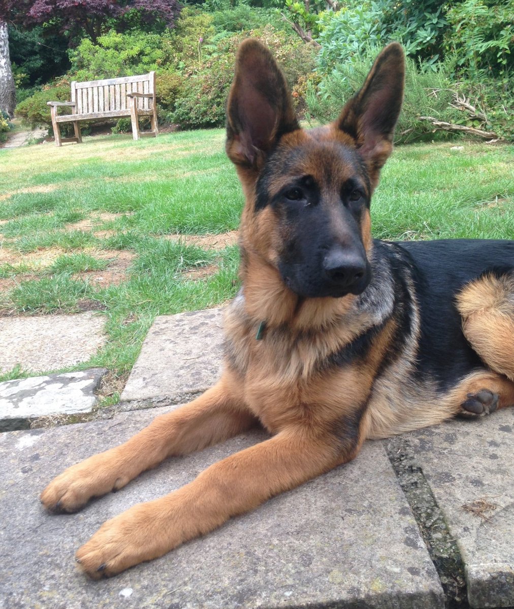 Метис бельгийской овчарки