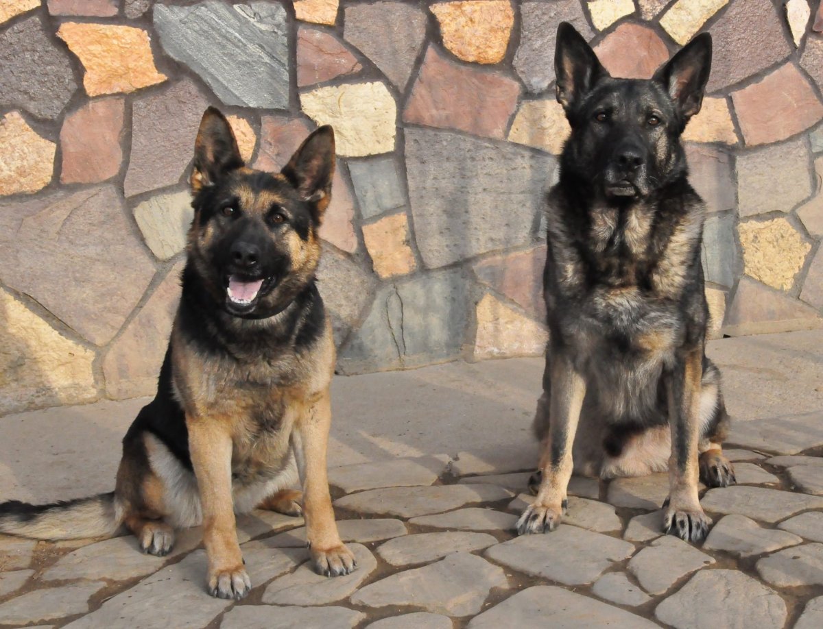 Метис малинуа и немецкой овчарки