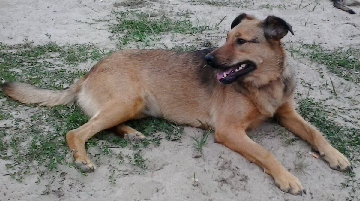 Немецкая черная овчарка и малинуа