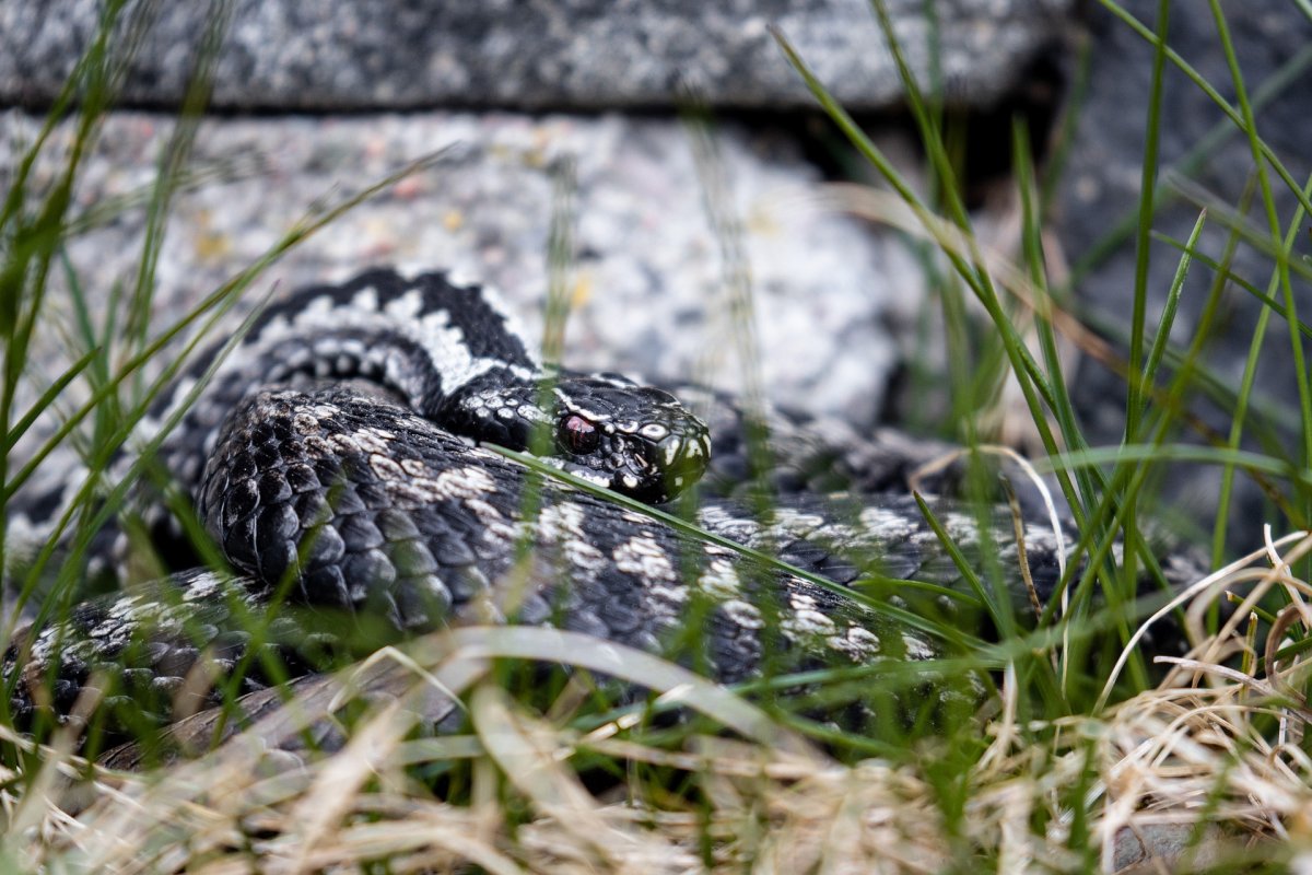 Обыкновенный уж Natrix Natrix