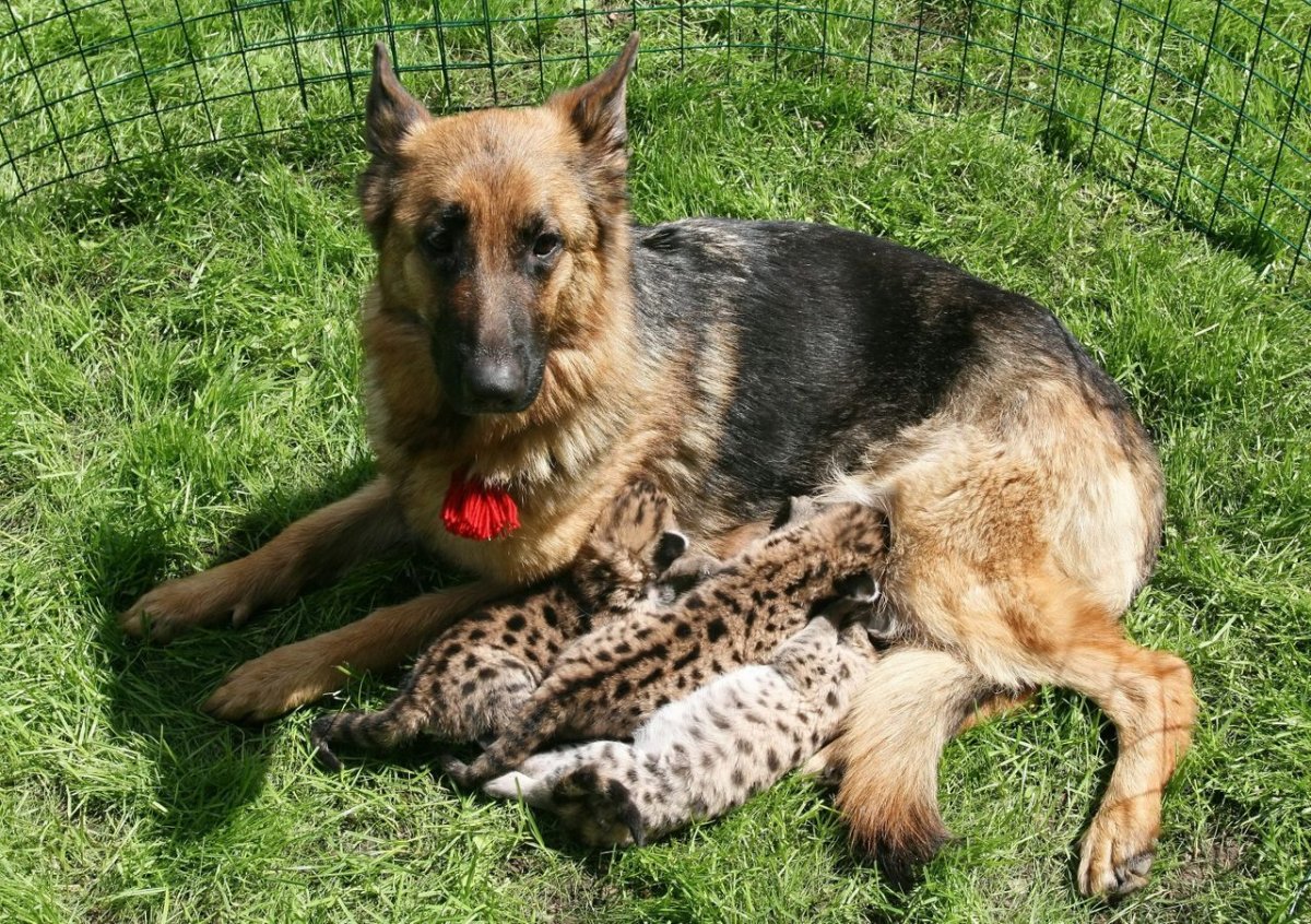 Немецкая овчарка Эволюция породы