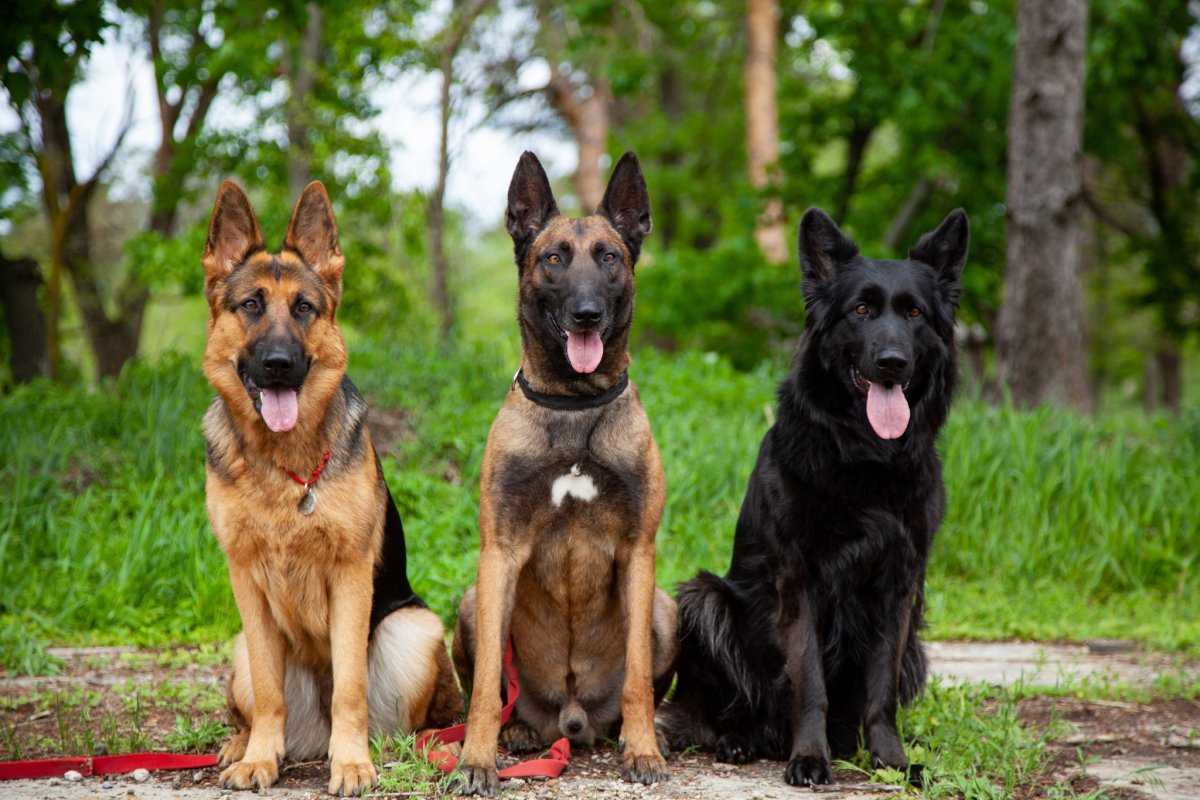 Малинуа и немецкая овчарка