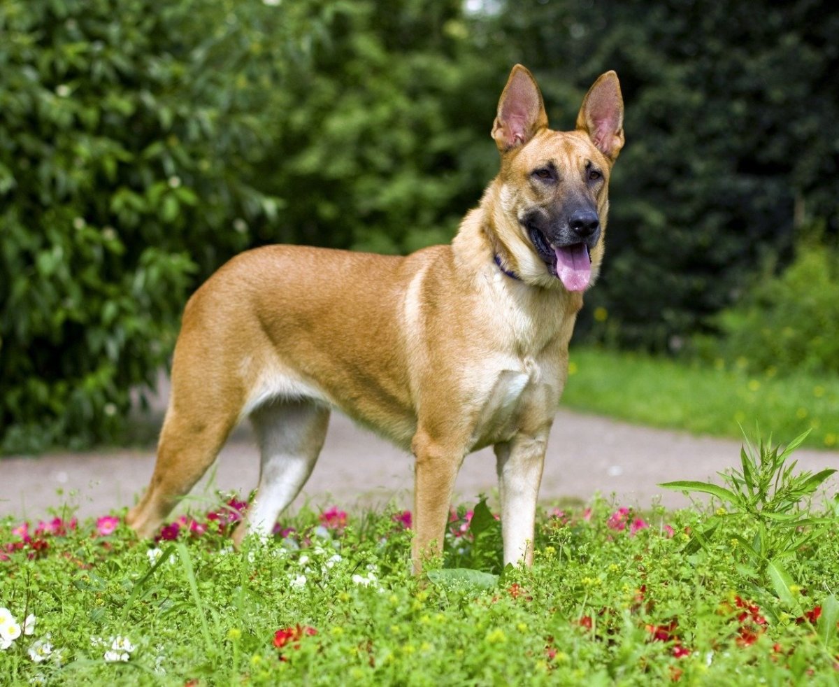 Метис малинуа