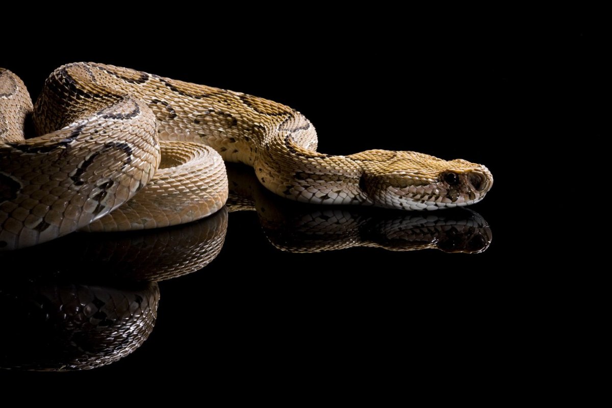 Индийская Болотная гадюка