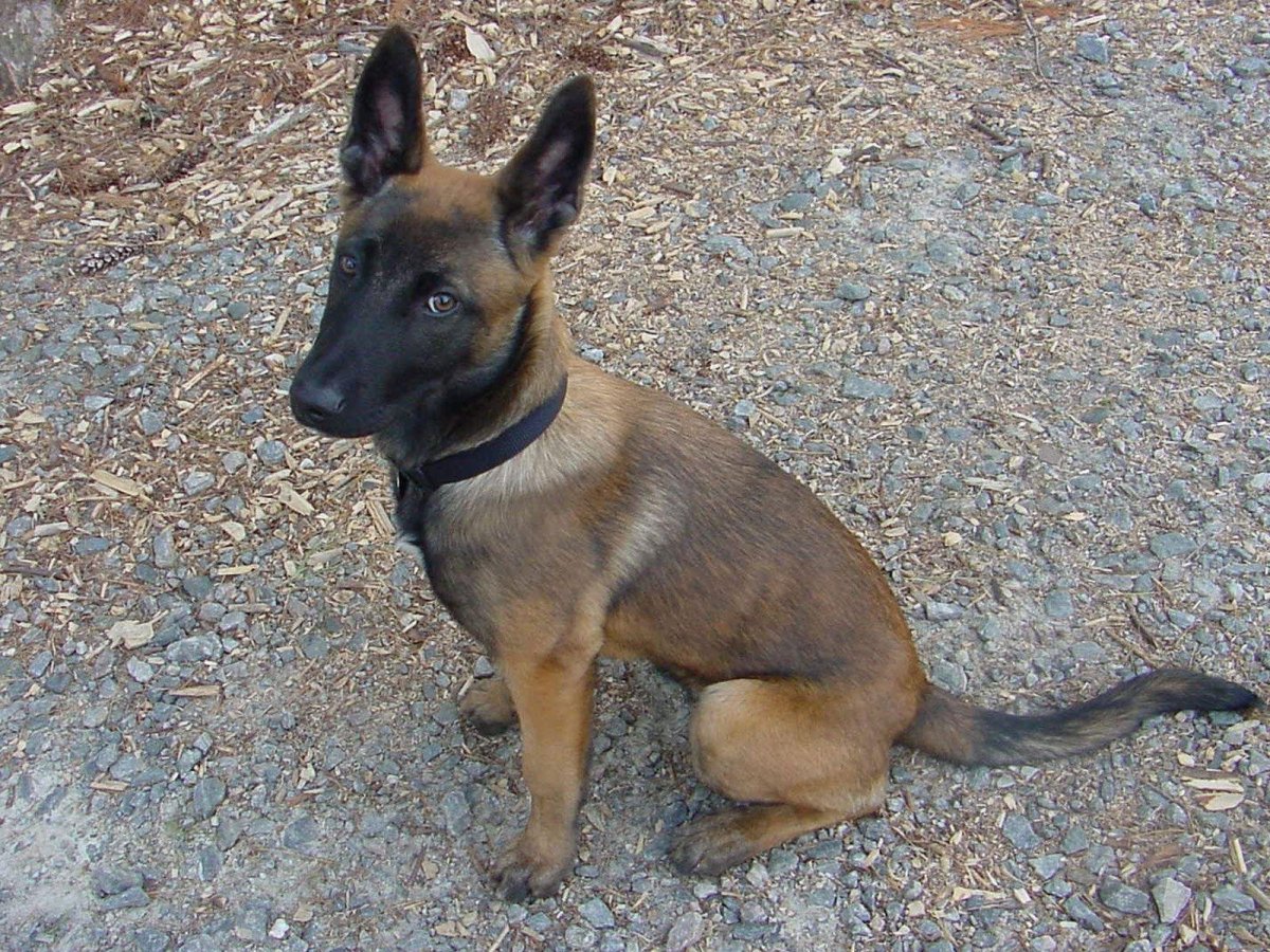 Бельгийский малинуа