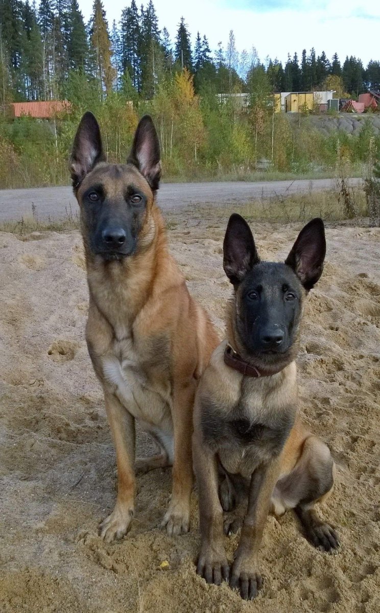 Овчарка Мухтар