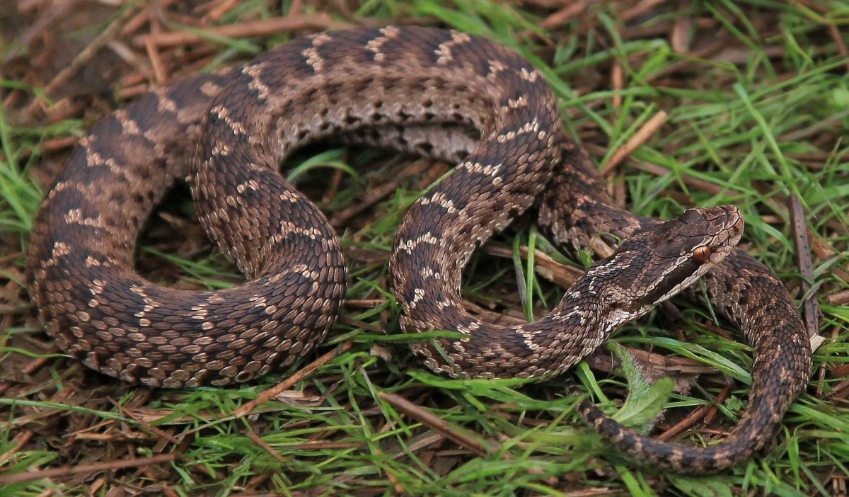 Обыкновенная гадюка меланист