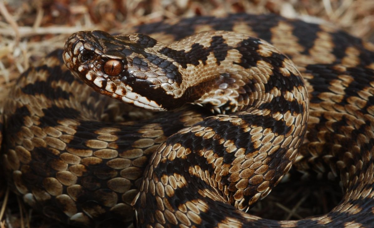 Гадюка Рузеля