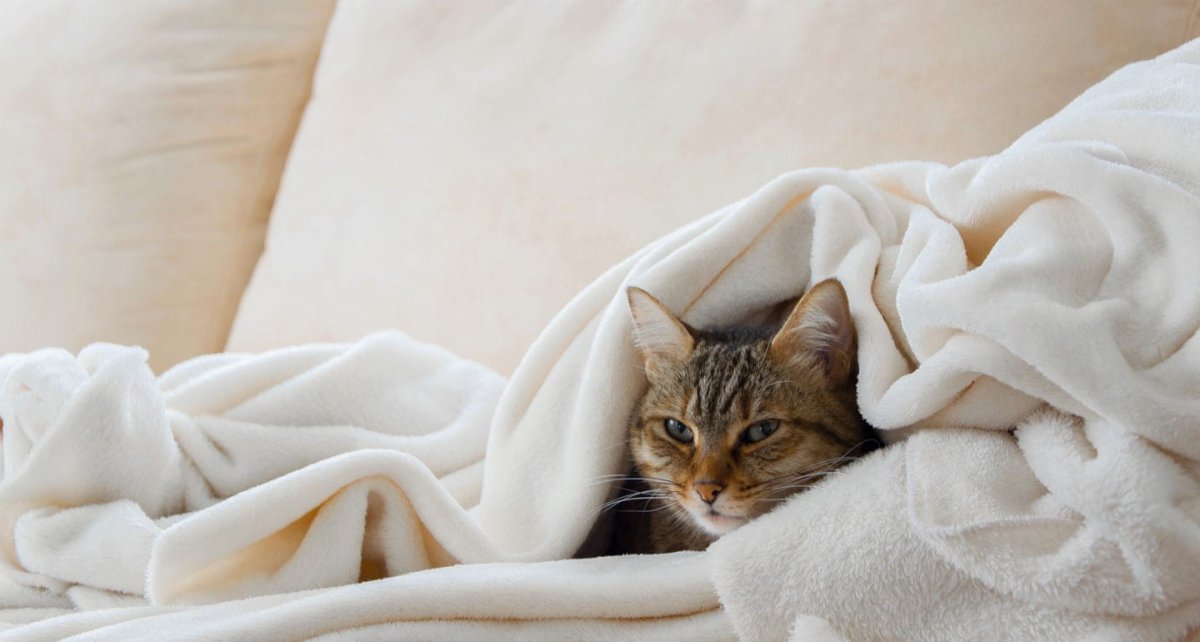 Белый котик в одеяле