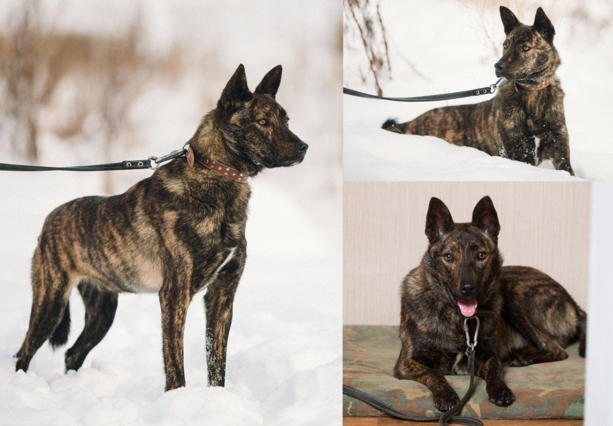 Бельгийская овчарка малинуа к9