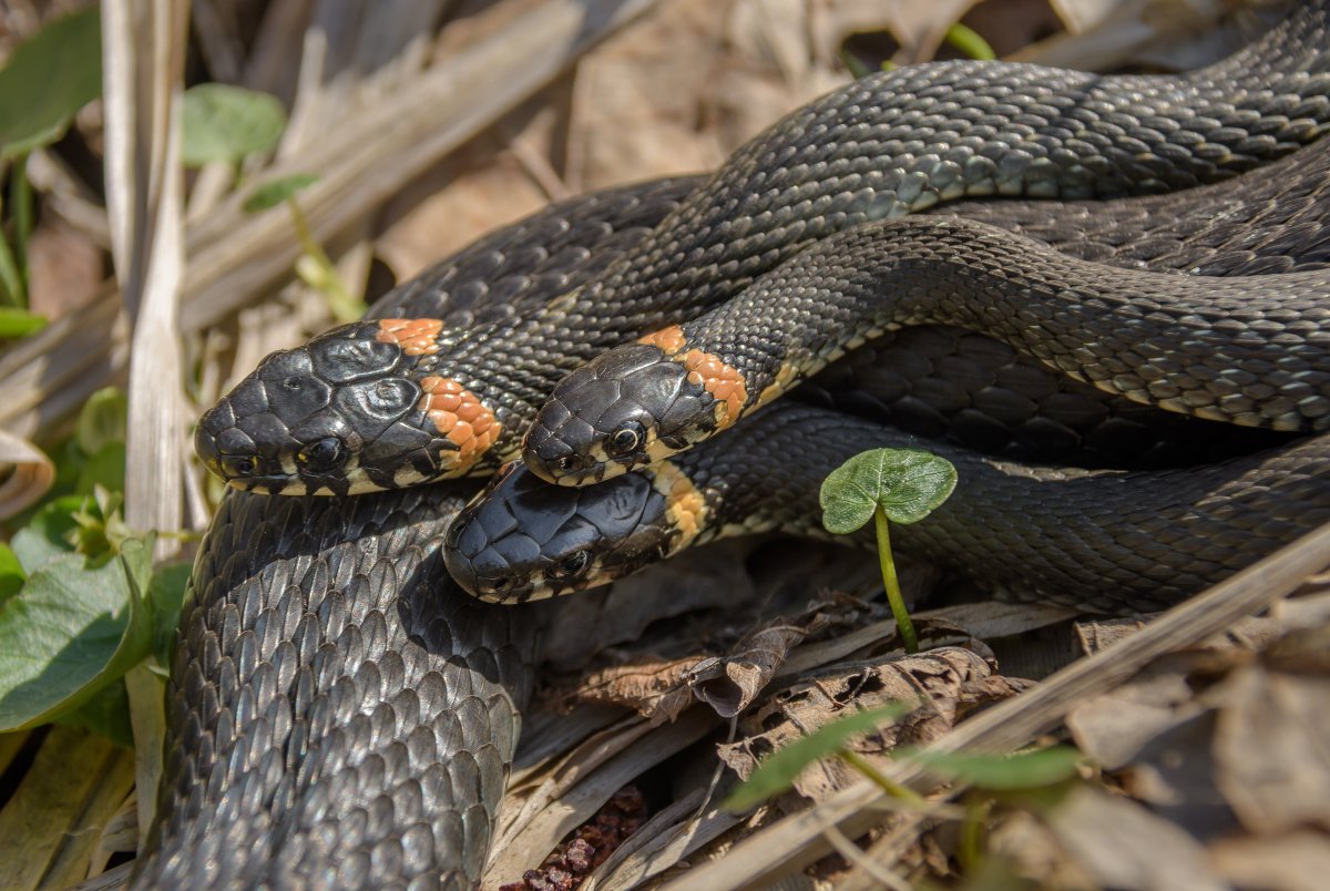 Trimeresurus purpureomaculatus
