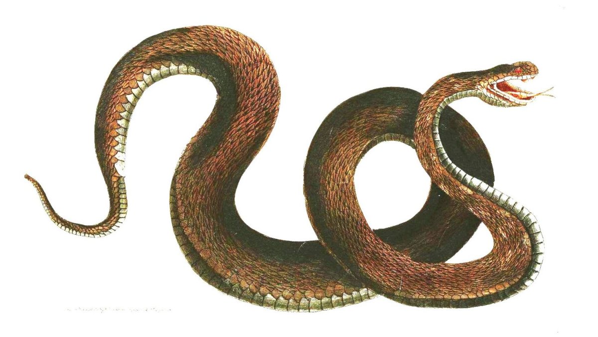 Фон змеи