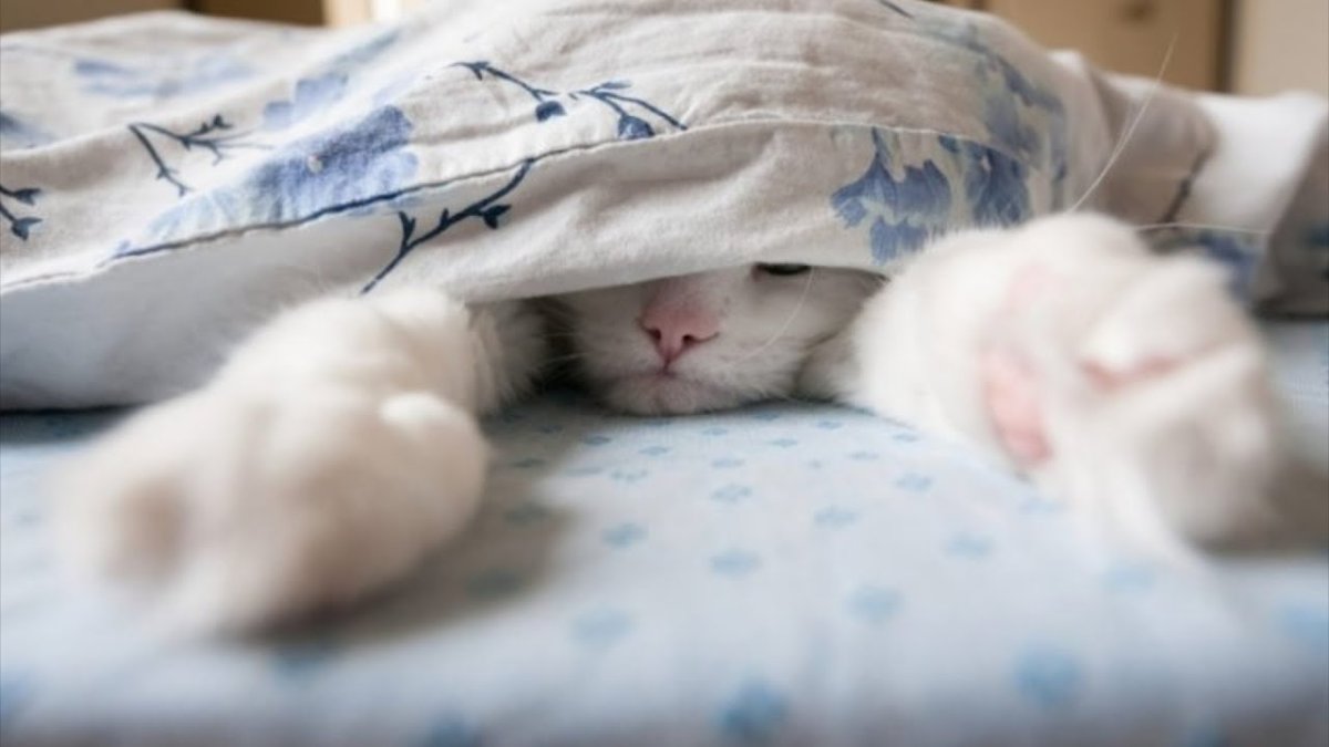 Кот из под одеяла