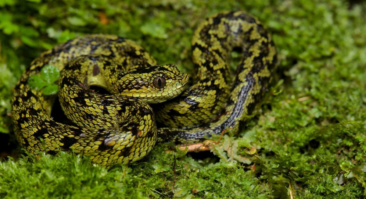 Чёрно-зелёная Лесная гадюка