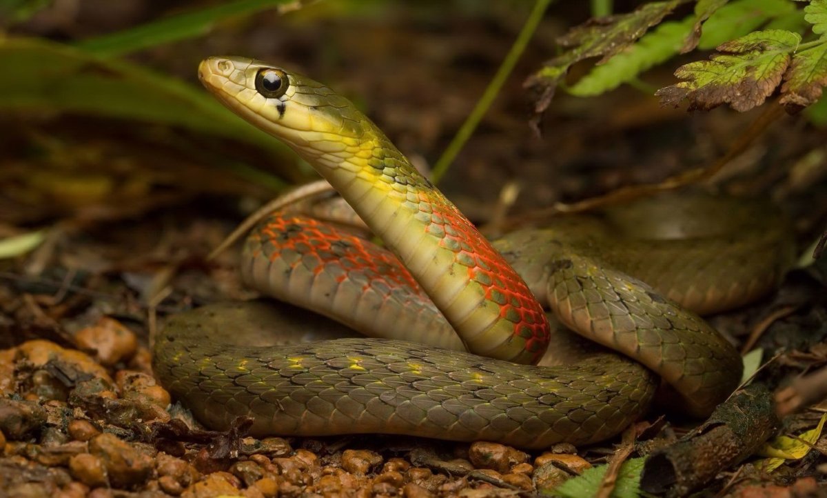 Змея гадюка Болотная