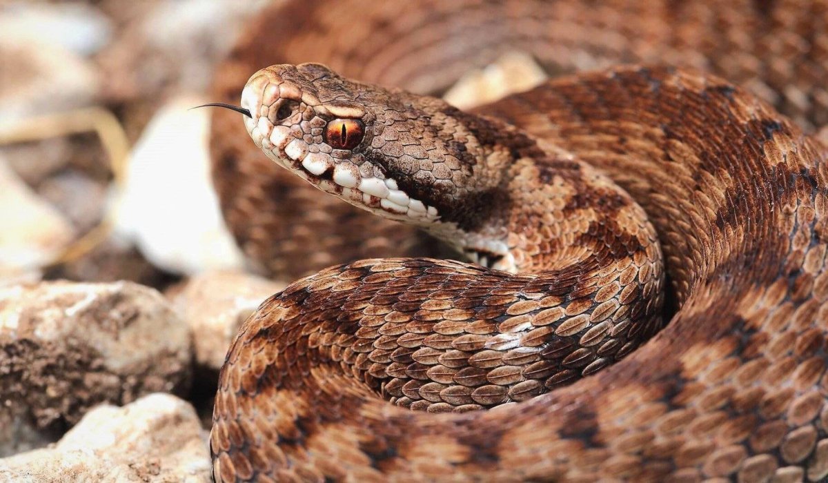 Ареал гадюки обыкновенной