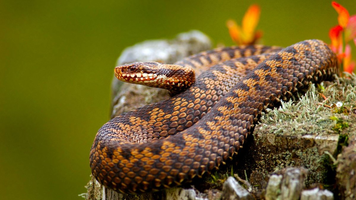 Змея гадюка ядовитая