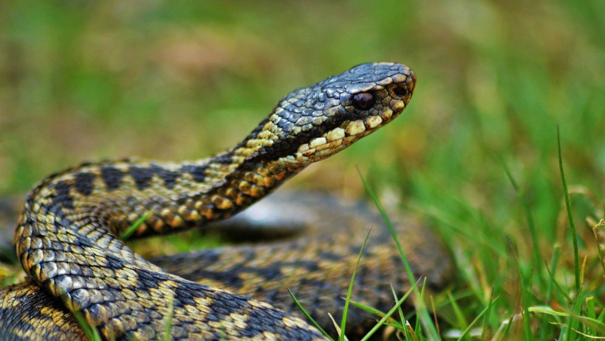 Сельва питон