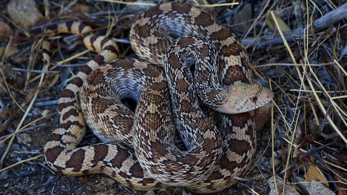 Гадюка Подмосковная черная
